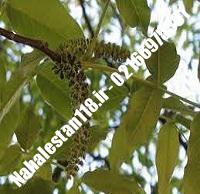 نهال درخت گردو اشلی دیرگل | نهالستان ۱۱۸ | ۰۹۱۲۰۴۶۰۳۲۷ مهندس ترابی
