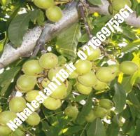 نهال درخت گردو سیبان سوئد ژنوتیپ | نهالستان ۱۱۸ | ۰۹۱۲۰۴۶۰۳۲۷ مهندس ترابی