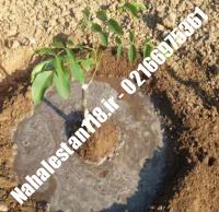 نهال درخت گردو شارچ دیرگل | نهالستان ۱۱۸ | ۰۹۱۲۰۴۶۰۳۲۷ مهندس ترابی