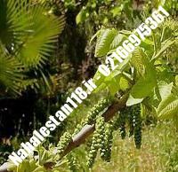 نهال درخت گردو فرنور دیرگل | نهالستان ۱۱۸ | ۰۹۱۲۰۴۶۰۳۲۷ مهندس ترابی