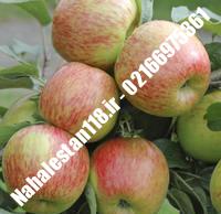 نهال سیب ژنوتیپ | ۰۹۲۱۱۶۰۰۳۹۵ مهندس خانی | خرید نهال سیب ژنوتیپ | فروش نهال سیب ژنوتیپ | قیمت نهال سیب ژنوتیپ