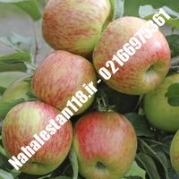نهال سیب ژنوتیپ | 09211600395 مهندس خانی | خرید نهال سیب ژنوتیپ | فروش نهال سیب ژنوتیپ | قیمت نهال سیب ژنوتیپ